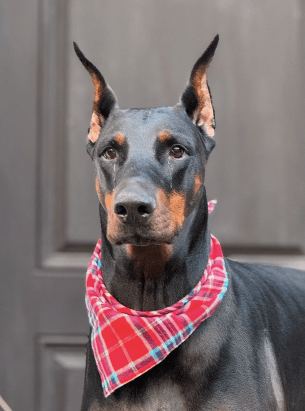 tips for taking good pet photos for a pet portrait | miss mustard seed | marian parsons fine art 